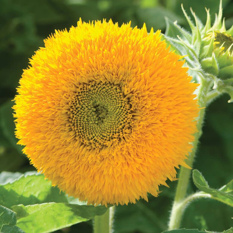 <p><a href="https://www.johnnyseeds.com/flowers/sunflowers/dwarf-sunflowers/teddy-bear-sunflower-seed-1437.html" rel="nofollow noopener" target="_blank" data-ylk="slk:Shop Now;elm:context_link;itc:0;sec:content-canvas" class="link rapid-noclick-resp">Shop Now</a></p><p>Teddy Bear Sunflower Seeds</p><p>johnnyseeds.com</p>