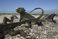 <p>Galapagos — rocking the cradle: Four major ocean currents converge along the Galapagos archipelago, creating the conditions for an extraordinary diversity of animal life, April 25, 2016. The islands are home to at least 7,000 flora and fauna species, of which 97 percent of the reptiles, 80 percent of the land birds, 50 percent of the insects and 30 percent of the plants are endemic. The local ecosystem is highly sensitive to the changes in temperature, rainfall and ocean currents that characterize the climatic events known as El Niño and La Niña. These changes cause marked fluctuations in weather and food availability. Many scientists expect the frequency of El Niño and La Niña to increase as a result of climate change, making the Galapagos a possible early-warning location for its effects. (Photo: Thomas P. Peschak for National Geographic) </p>