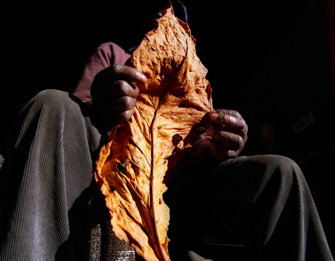 A Wake County tobacco farmer holds a cured leaf at auction in 1995. Jim Bounds/File photo