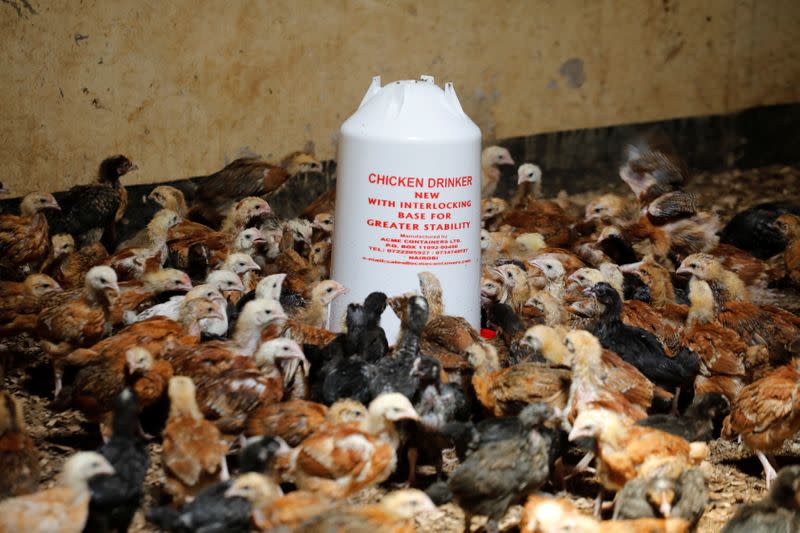 Chicks are seen drinking in a classroom converted into a poultry house because of the Coronavirus disease (COVID-19) in the town of Wang'uru