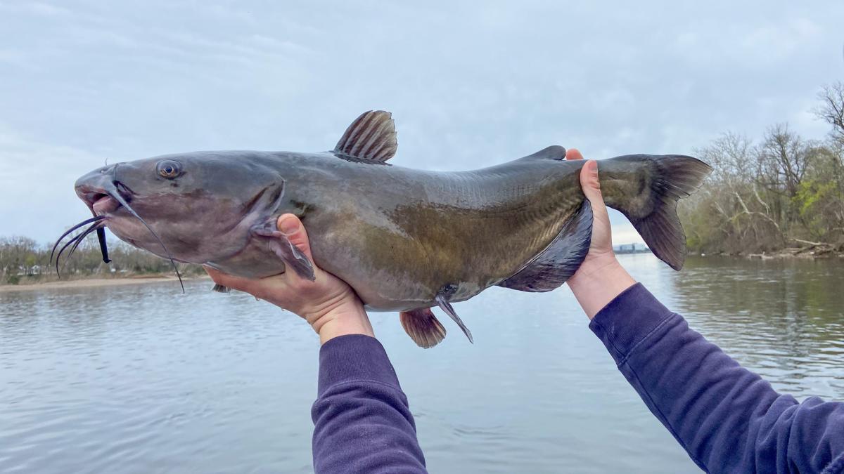 A Flying Fish Stabbed a Surfer in a Freak Accident. These Fish Are More  Likely to Impale You