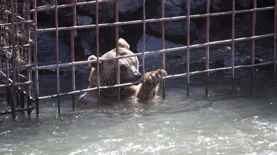 鐵籠就建在河床旁邊，一旦河水漲潮，棕熊就只能浸在水裡。(圖／翻攝自International Animal Rescue臉書粉絲團)