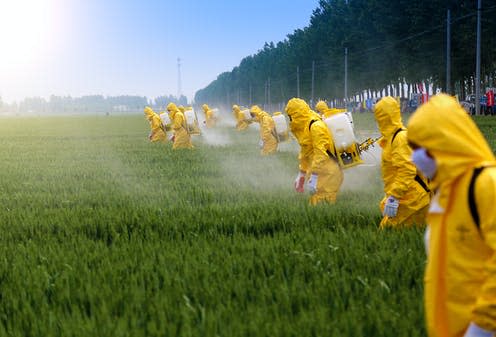   <span class="attribution"><a class="link " href="https://www.shutterstock.com/image-photo/farmers-spraying-pesticide-wheat-field-wearing-547553083" rel="nofollow noopener" target="_blank" data-ylk="slk:Jinning Li/Shutterstock;elm:context_link;itc:0;sec:content-canvas">Jinning Li/Shutterstock</a></span>