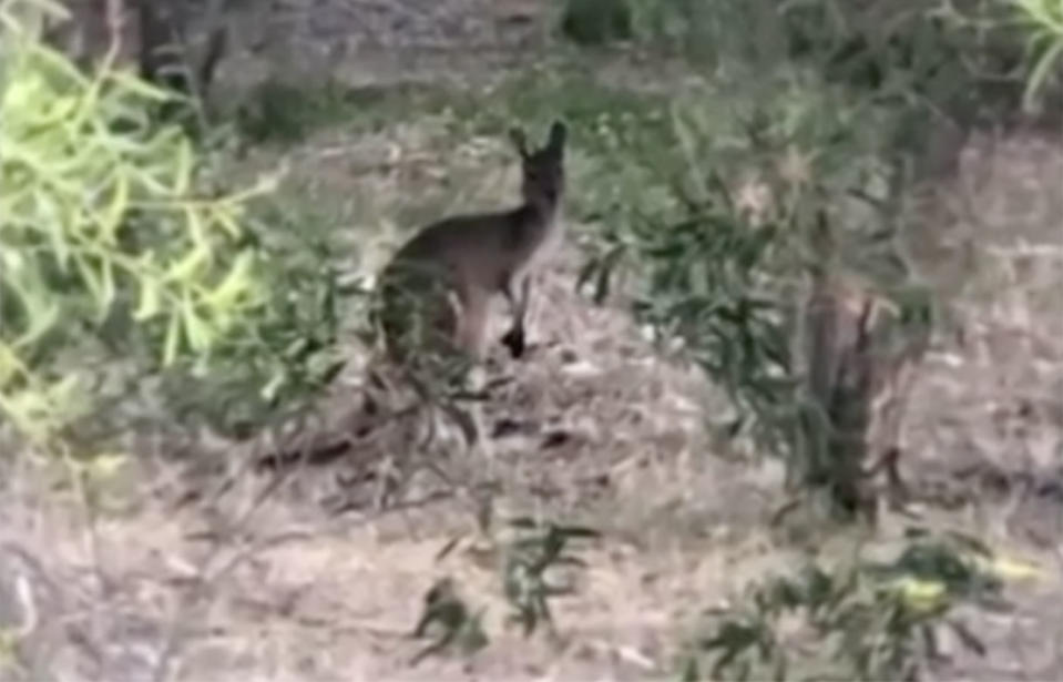 This adult kangaroo refused to leave the decapitated joey’s side until rangers removed it. Source: Jenny Brown