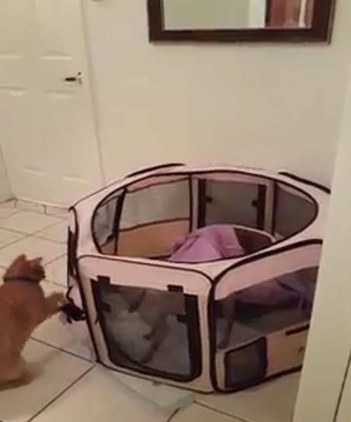 WATCH: Kitten comes to puppy's rescue in great escape