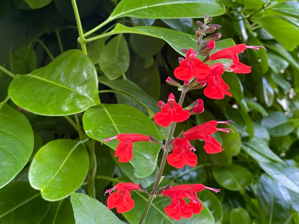 Red salvia plants at Palm Beach Public are now in full bloom.