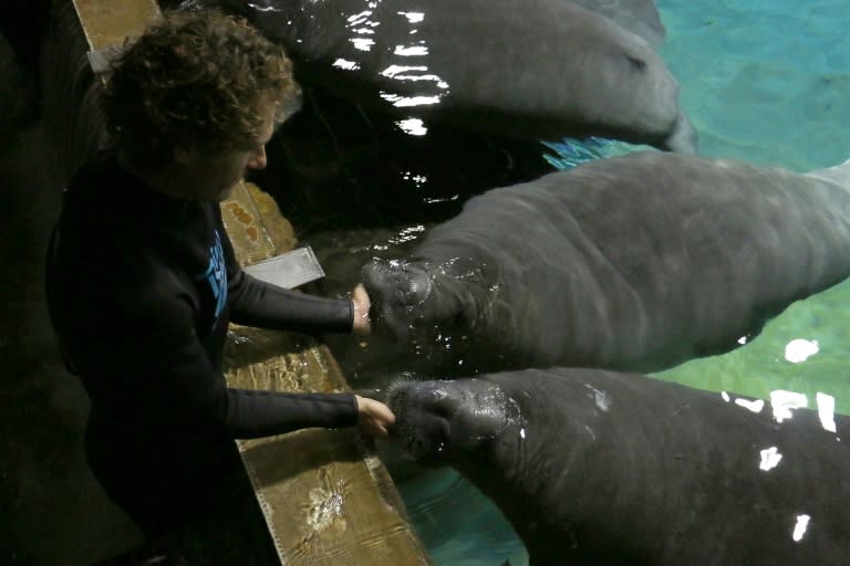 Aquarist Sebastien Rives hand feeds manatees Males Kai and Junior with high fibre pellets at Singapore's River Safari theme park on July 23, 2016