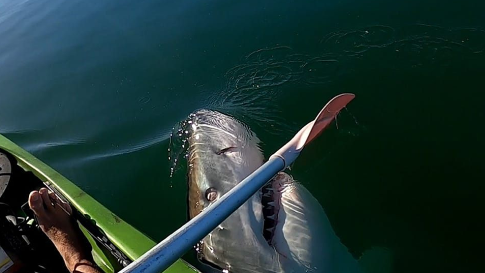 A great white shark coming out of the water and touching a kayaker's ore.