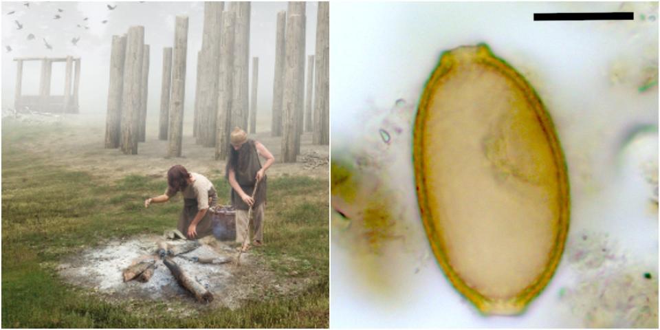 An artist's illustration of workers cooking near Woodhenge in Durrington Walls next to a picture of the parasite eggs found in the feces