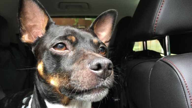 Got rats? Call Jack, Vancouver's only working canine exterminator