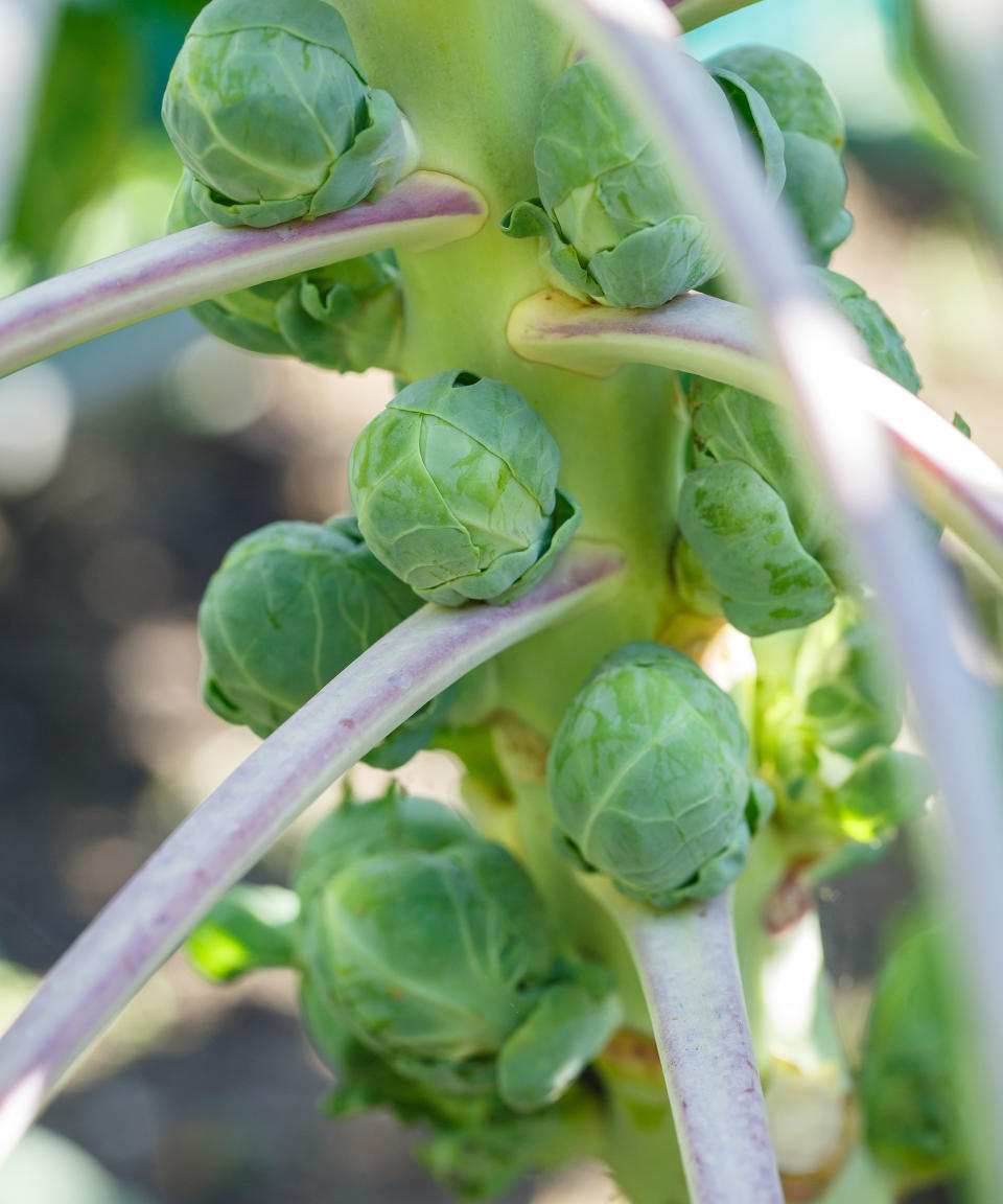 6. Brussels sprouts