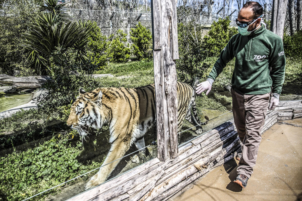 NAPLES, CAMPANIA, ITALY - 2020/04/06: A employee of the Naples zoo takes care of a tiger. The Naples zoo, which is now closed according to the provisions contained in the security decrees for the fight against Coronavirus (COVID-19), has launched the "suspended ticket" campaign, in practice you can buy the ticket now and come to see the animals when the zoo is reopened, to support the expenses that the zoo has also in this closing period. (Photo by Roberta Basile/KONTROLAB/LightRocket via Getty Images)