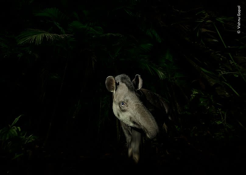 Rostro del bosque por Vishnu Gopal. Ganador de la categoría Retratos de animales.