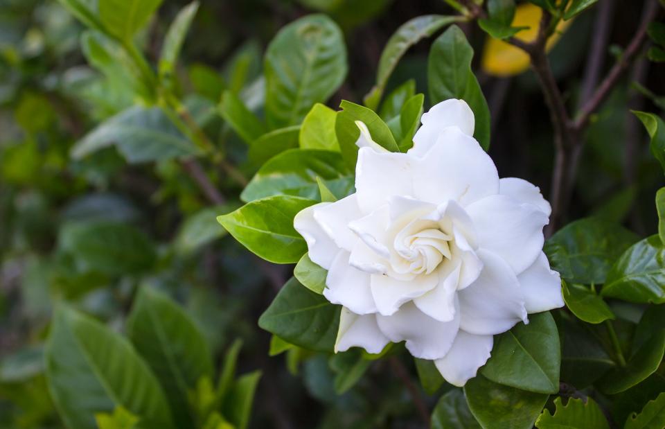 white gardenia blossom with green leaves in the background