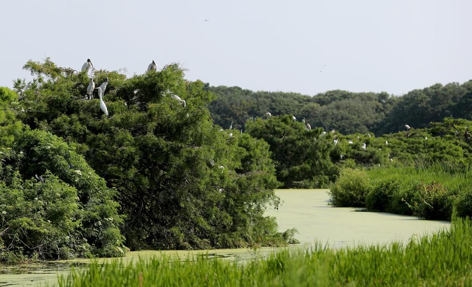 Wood storks fill the trees in a nesting area on one of the ponds at Harris Neck National Wildlife Refuge.