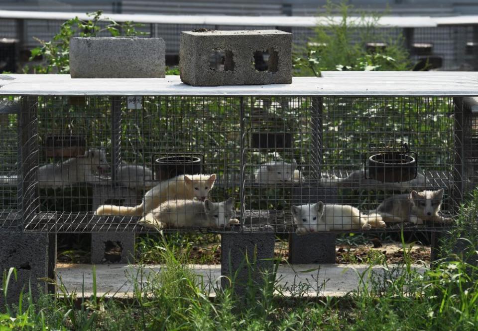 Fox cubs in cages at a farm which breeds animals for fur in Zhangjiakou, Hebei province