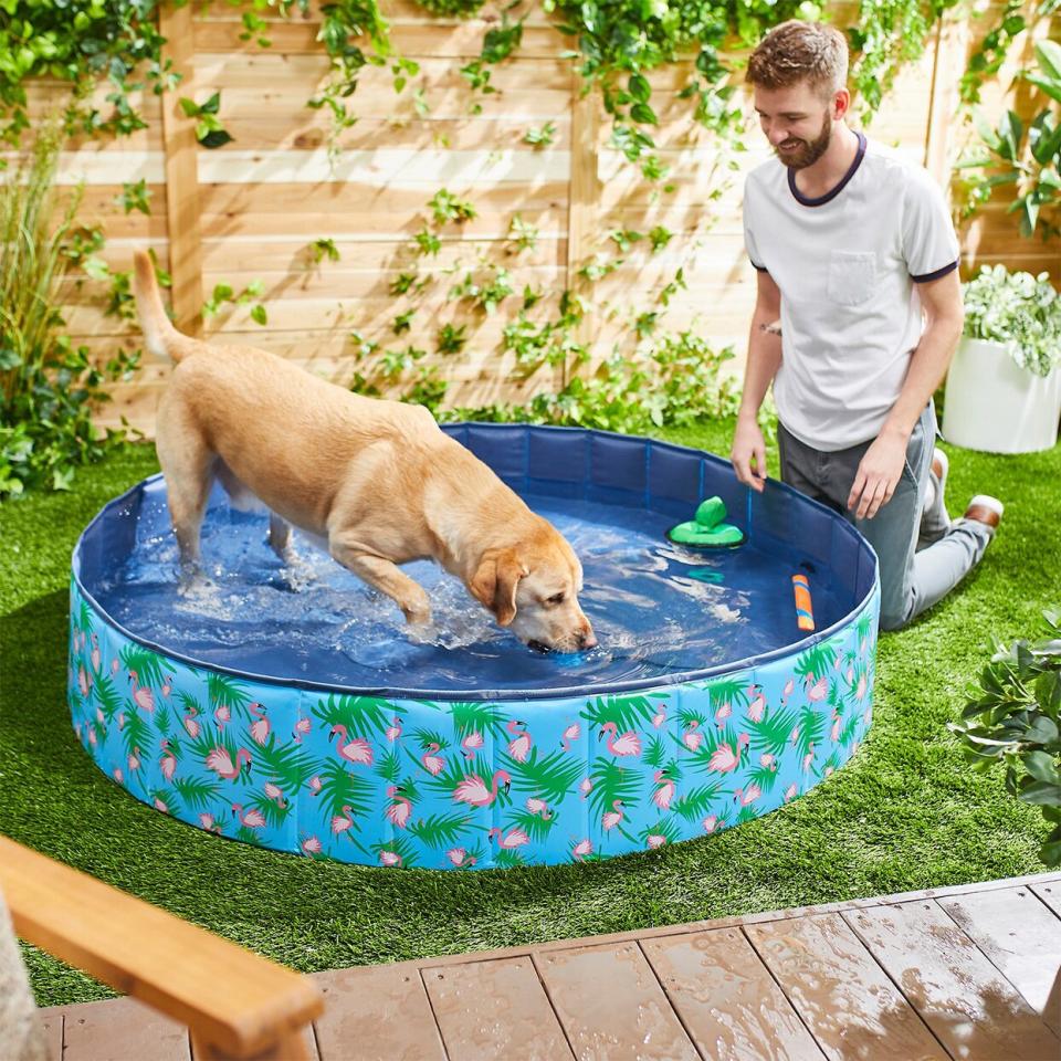 Frisco outdoor dog swimming pool