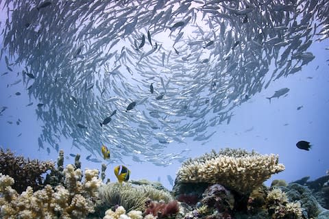 Underwater life in Palau - Credit: GETTY