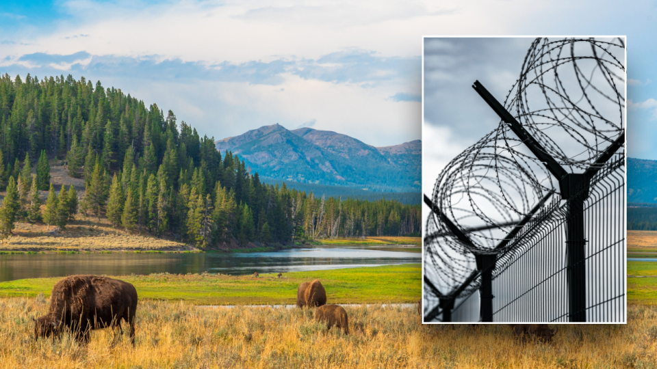 Split image of Yellowstone bison and prison exteriors