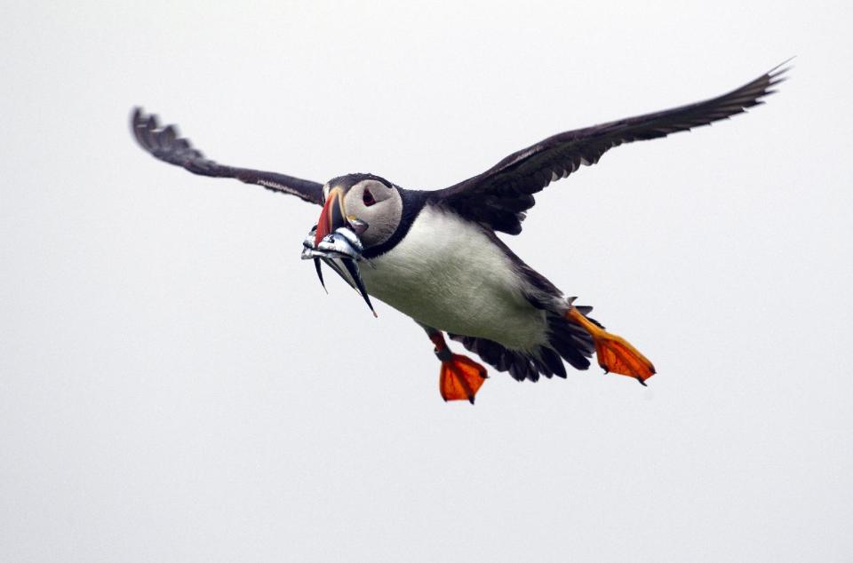 In this July 1, 2013, photo, a puffin prepares to land with a bill full of fish on Eastern Egg Rock off the Maine coast. Last year young puffins died at an alarming rate from starvation because of a shortage of herring. This summer the young are getting plenty of hake and herring, said Steve Kress, director of the National Audubon Society's seabird restoration program. (AP Photo/Robert F. Bukaty)