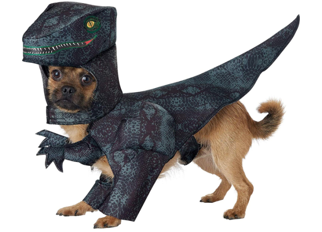 40 Funny Dog Halloween Costumes for the Silliest Pup You Know