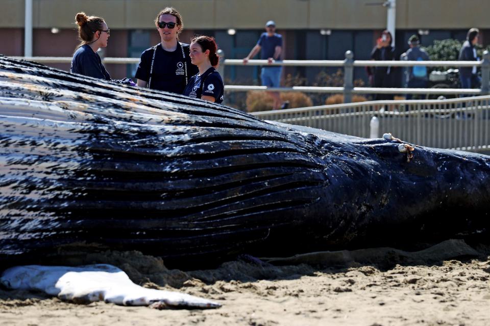 Members of the Virginia Aquarium Stranding Response team exam the body of a dead juvenile humpback whale. The whale was pulled ashore from the surf near 25th Street at the Virginia Beach Oceanfront in Virginia Beach, VA.