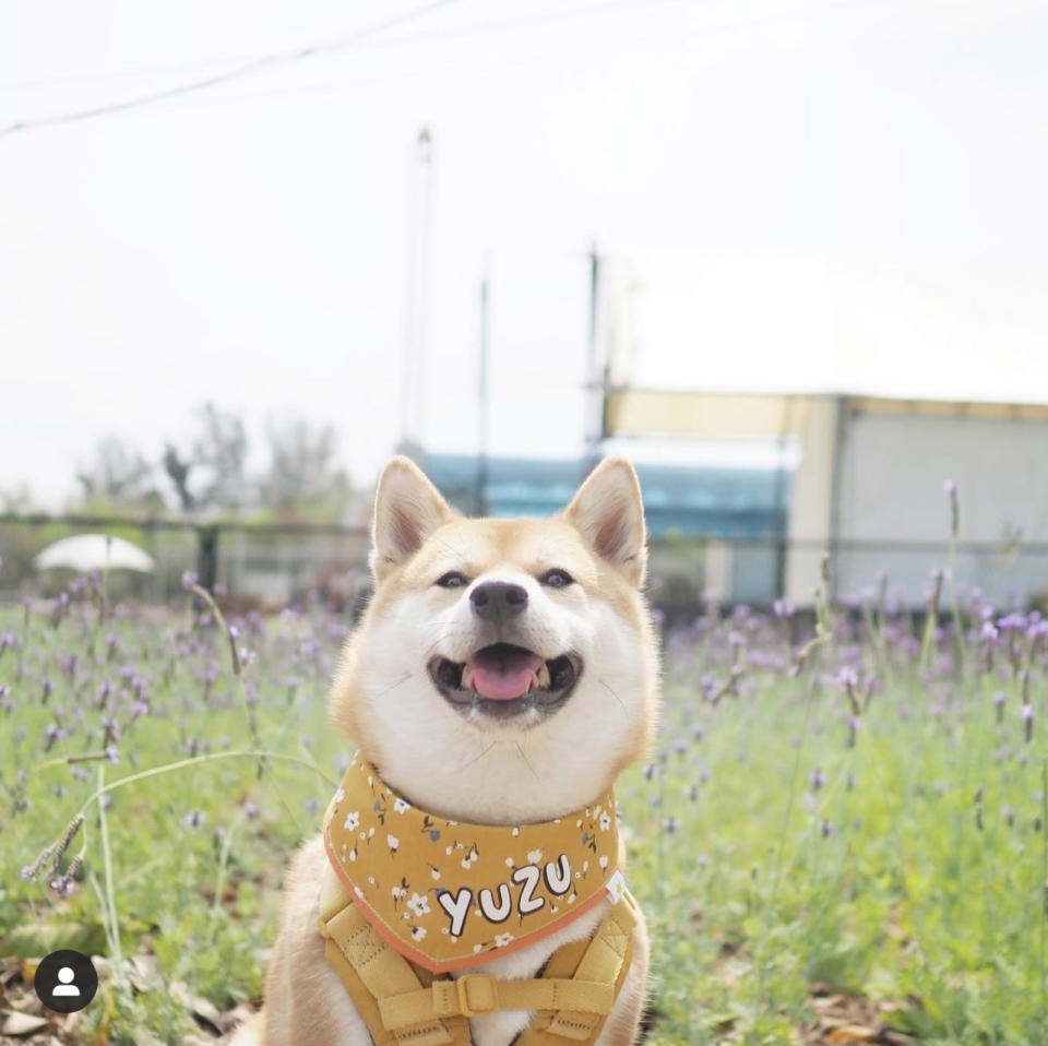 yuzu.theshibainu @ig