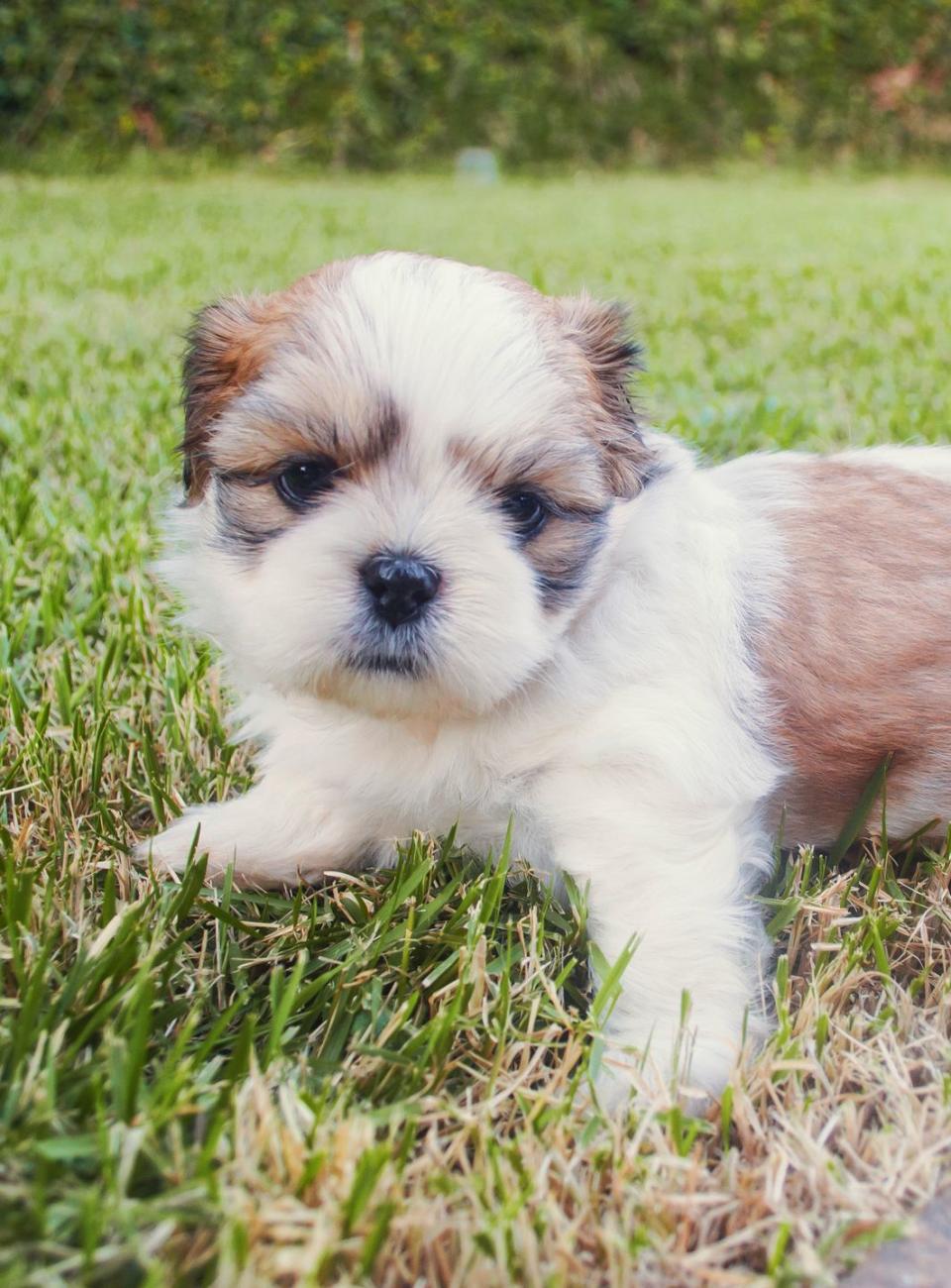 Shih Tzu