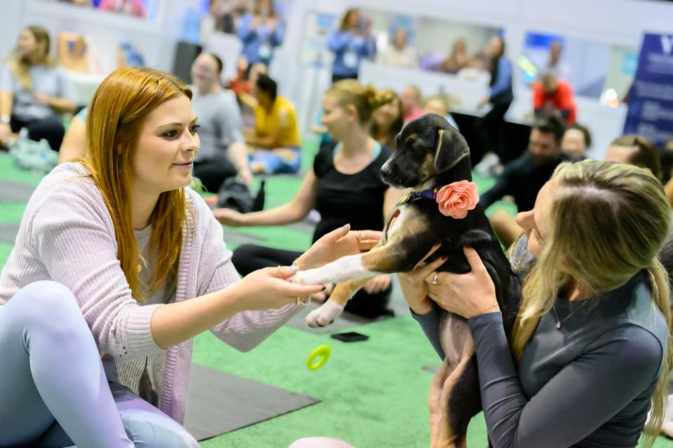 The Puppy Playground provided relaxation among serious sessions on veterinary innovations.