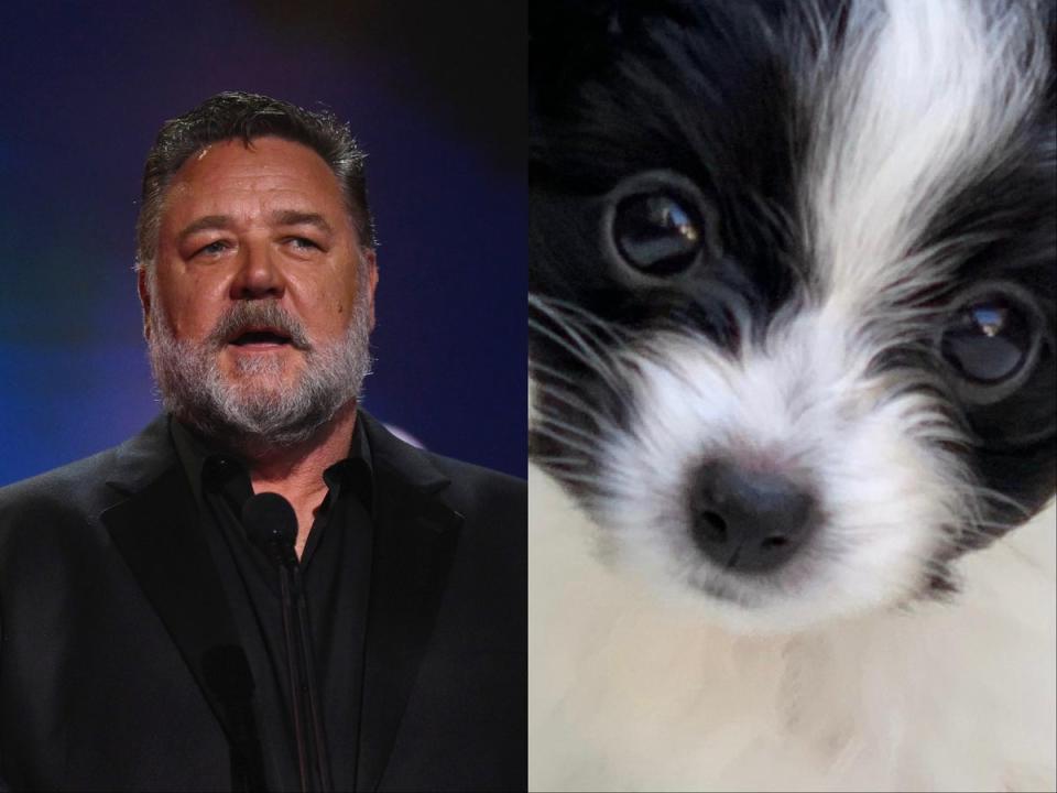 Russell Crowe and his dog, Louis (Getty / Twitter)