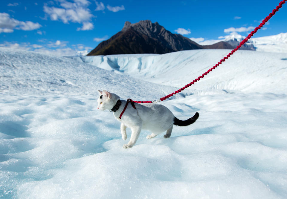 Cat visits every national park