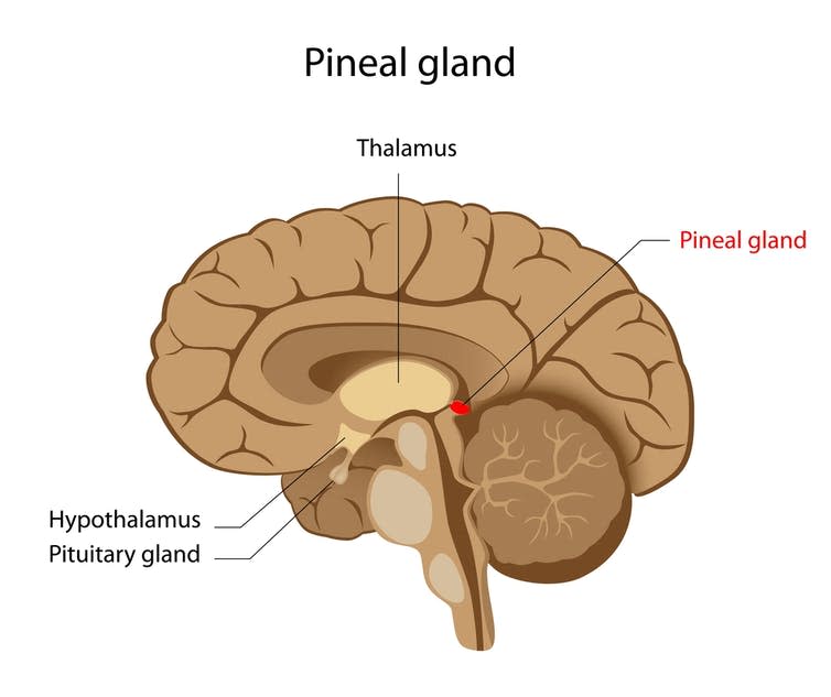 The pineal gland