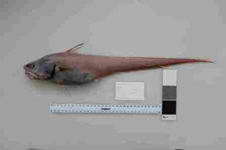 A specimen photograph of Coryphaenoides yaquinae. If confirmed with more detailed study at Te Papa, this will be the first proven record in New Zealand waters. Photo credit: NIWA/University of Aberdeen.