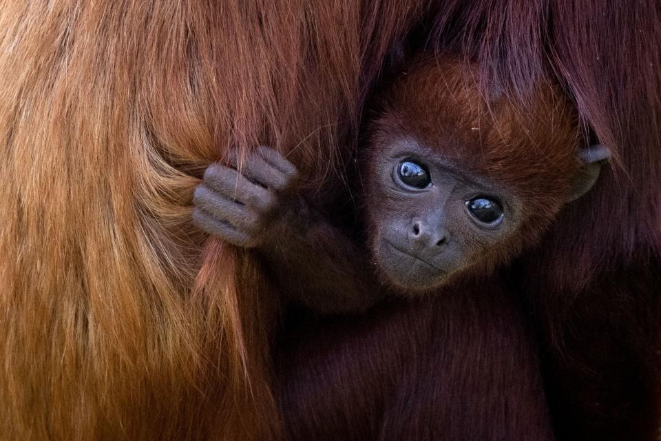 April 2, 2021: A newborn Red Howler monkey, Shongo, holds his mother at the Planete Sauvage zoologic park in Port-Saint-Pere, outside Nantes.