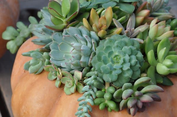 succulents in pumpkin terrarium