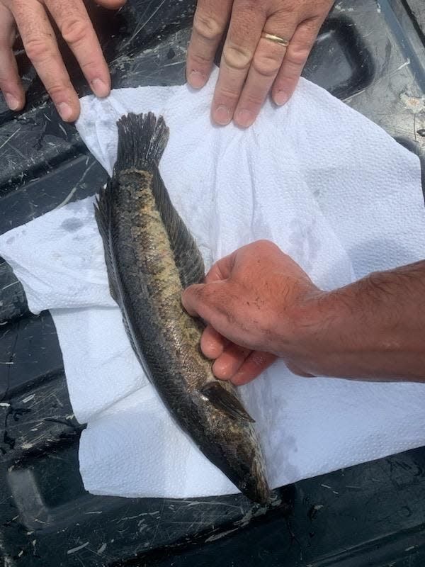 A northern snakehead lying on a piece of cloth.