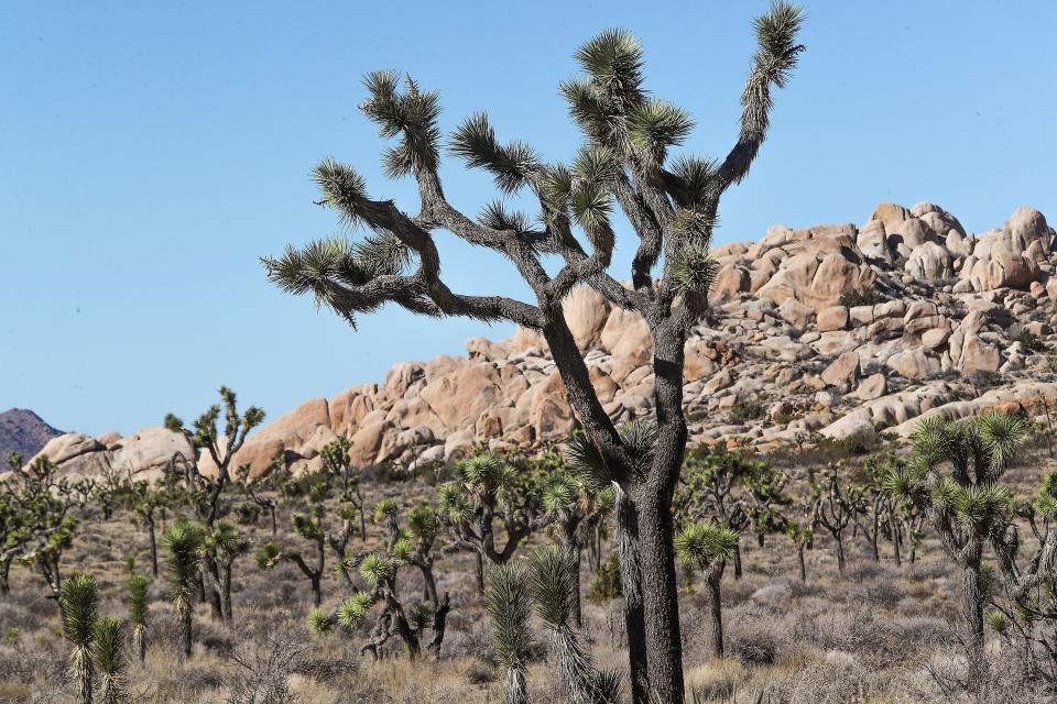 A Joshua tree in Joshua Tree National Park, Calif., Monday, January 24, 2022.