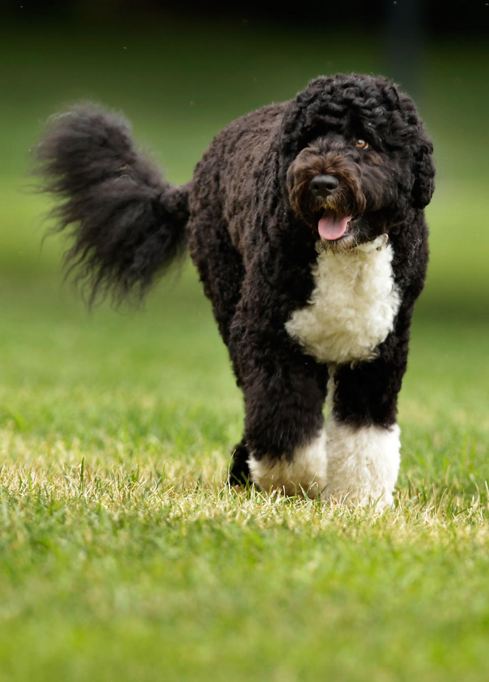 NOW: Bo Obama, the Portugese Water Dog, is the new Black Lab.