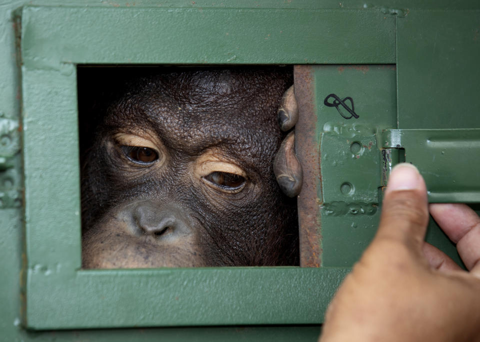 A Thai officer closes the window of cage where Cola, a 10-year-old female orangutan, waits to be sent back to Indonesia at Suvarnabhumi Airport in Bangkok, Thailand, on Friday, Dec. 20, 2019. Wildlife authorities in Thailand repatriated two orangutans, Cola and 7-year-old Giant, to their native habitats in Indonesia in a collaborative effort to combat the illicit wildlife trade. Cola was born in a breeding center from two smuggled orangutans which were sent back to Indonesia several years ago, according to the Department of National Park, Wildlife and Plant Conservation. (AP Photo/Sakchai Lalit)