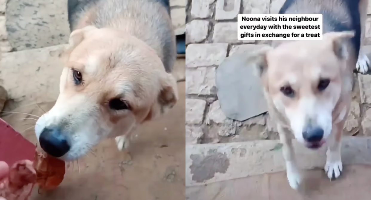 Noona, a stray dog from India, would gift his neighbour random things in exchange for treats. (Photo credits: @indianpuppy/Instagram)