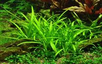 <p><strong>Aquarium Plants Factory</strong></p><p>amazon.com</p><p><a href="http://www.amazon.com/dp/B01IUSU9W2/?tag=syn-yahoo-20&ascsubtag=%5Bartid%7C10055.g.31190944%5Bsrc%7Cyahoo-us" rel="nofollow noopener" target="_blank" data-ylk="slk:BUY NOW;elm:context_link;itc:0;sec:content-canvas" class="link ">BUY NOW</a></p><p>At first glance you may think this plant is a weed or a type of grass, but it's not! It is an aquatic plant that needs hard water and a nutrient-rich substrate to grow. But don't worry, this plant is beginner friendly for all the aquatic plant newbies—so long as you have a body of water to put it in. </p>