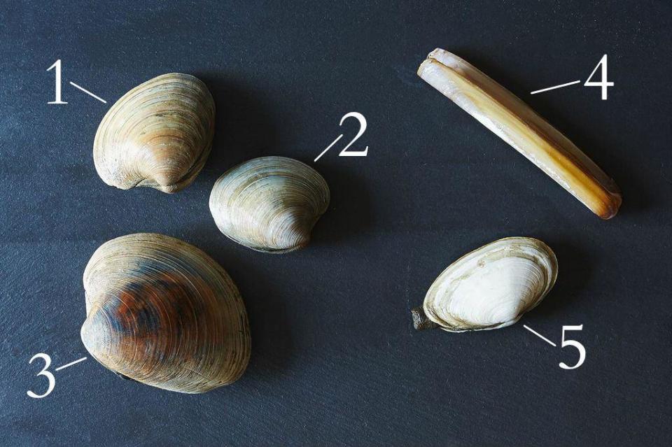 Clam Varieties