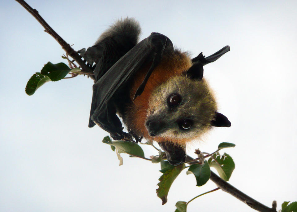 Pictured is a flying fox, which is known to carry Australian bat lyssavirus (ABLV) - which is in the same virus family as rabies.