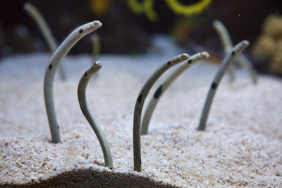 "Hello? Is it eel you're looking for?" Sehnsüchtig warten die menschenentwöhnten japanischen Aale in ihrem Aquarium auf Anrufe. (Symbolbild: Getty)