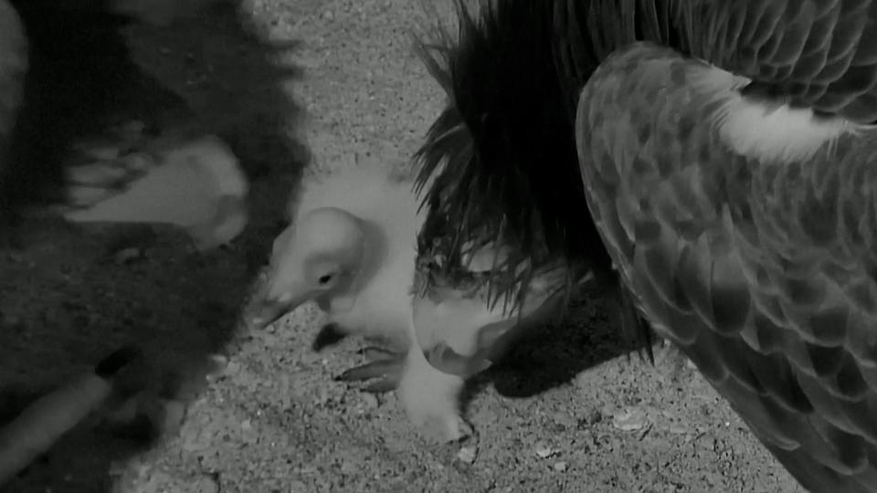 Emaay, a California condor, born on March 16, with parents Mexwe and Xol-Xol.