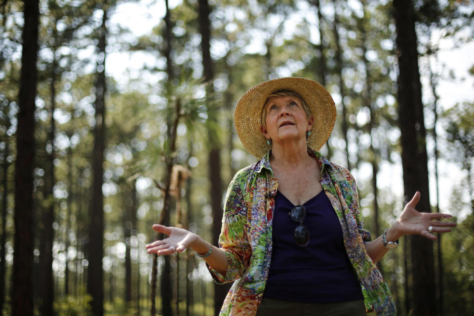 Julie Moore, a fierce opponent of de-listing the red-cockaded woodpecker from the endangered species list, visits the bird's habitat in a long leaf pine forest at Fort Bragg in North Carolina on Tuesday, July 30, 2019. In the 1980s and 1990s, efforts to save the woodpecker and their trees set off a backlash among landowners who worried about interference on their private property. “I’ve been run off the road. I’ve been shot at,” says Moore, a former Fish and Wildlife Service woodpecker official. (AP Photo/Robert F. Bukaty)