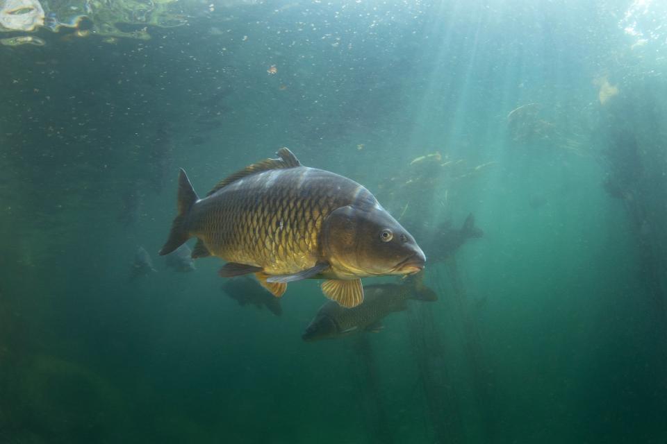 can you eat carp, common carp swimming