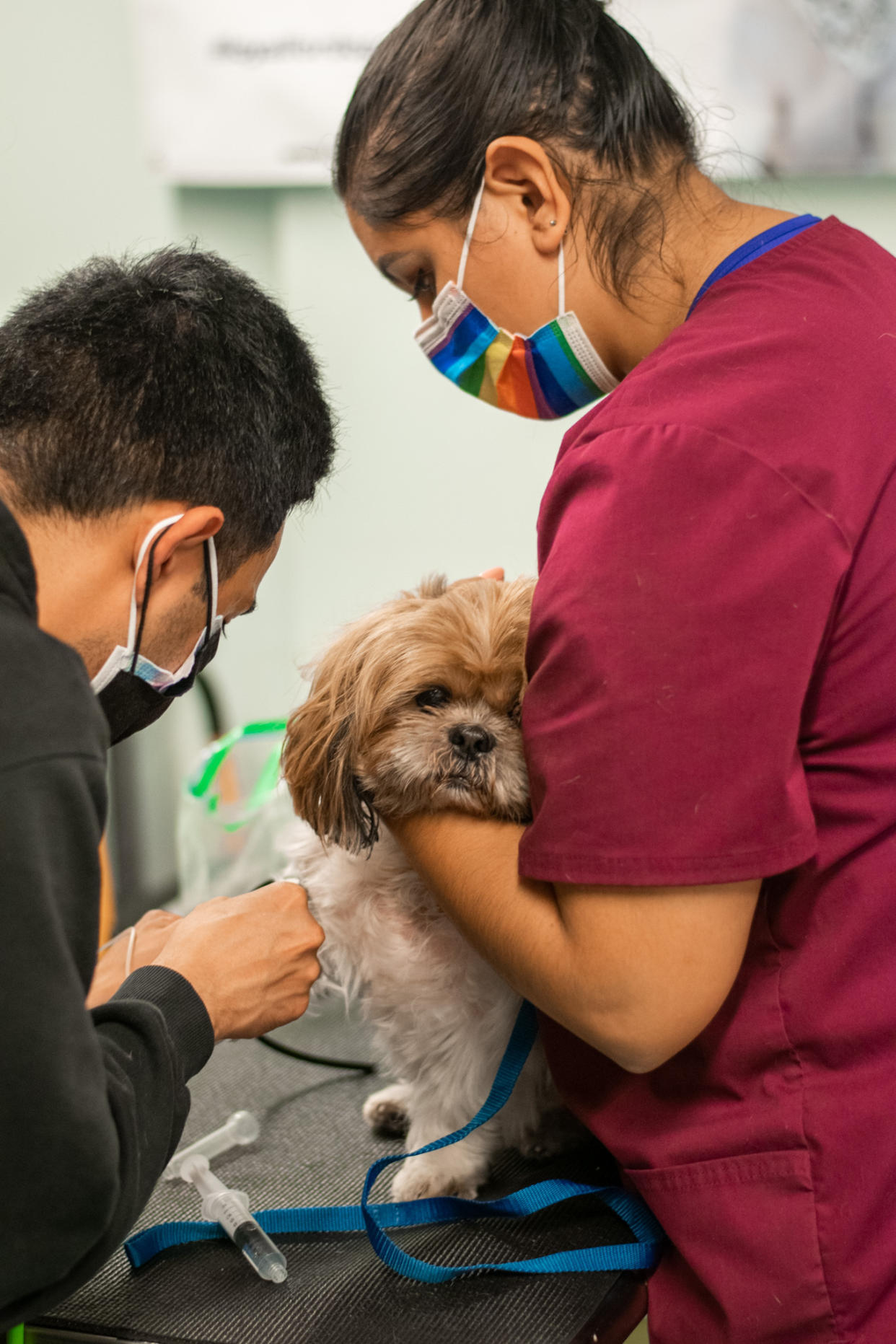 Una fotografía sin fecha proporcionada por Loyal muestra a Renzo, un Shih Tzu de 11 años, en un estudio realizado por Loyal, una de las muchas empresas de biotecnología que buscan llevar al mercado medicamentos para la longevidad de los perros. (Loyal vía The New York Times)
‌