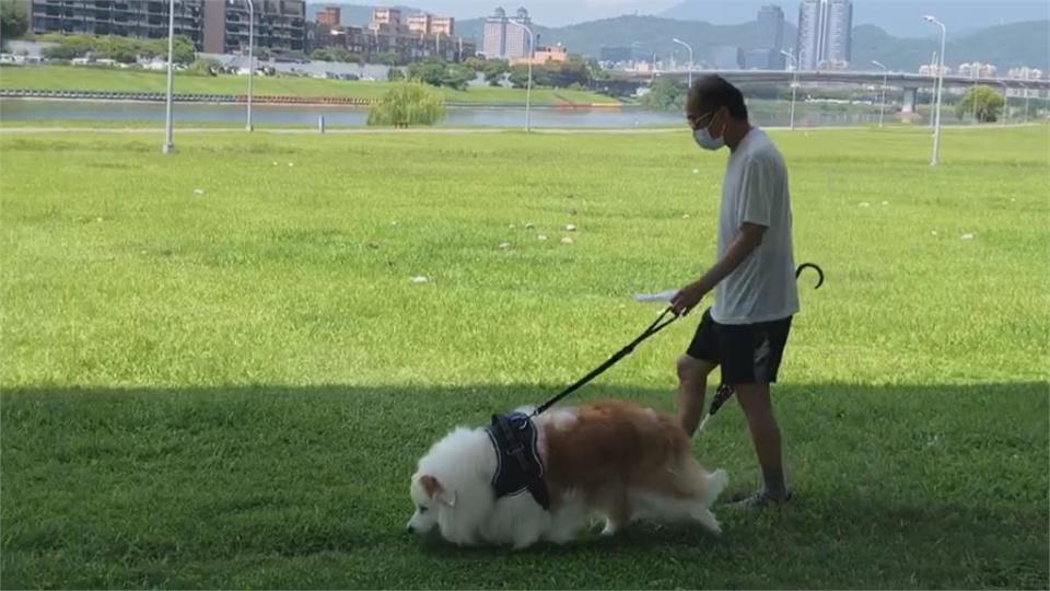 能吃嗎？　大雨後放晴冒滿地... 　彩虹河濱公園長滿「香菇」？