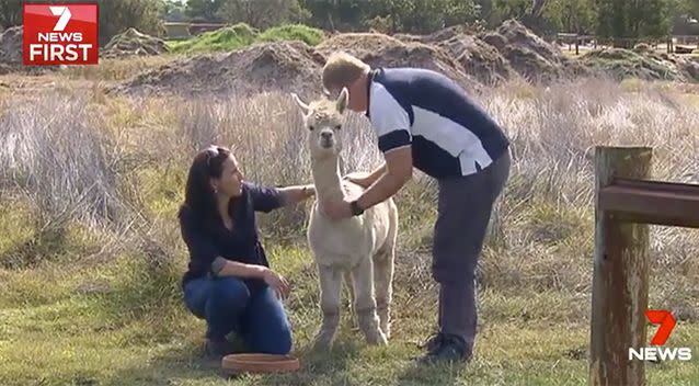 Alana and Chris stroke their surviving alpaca. Picture: 7 News
